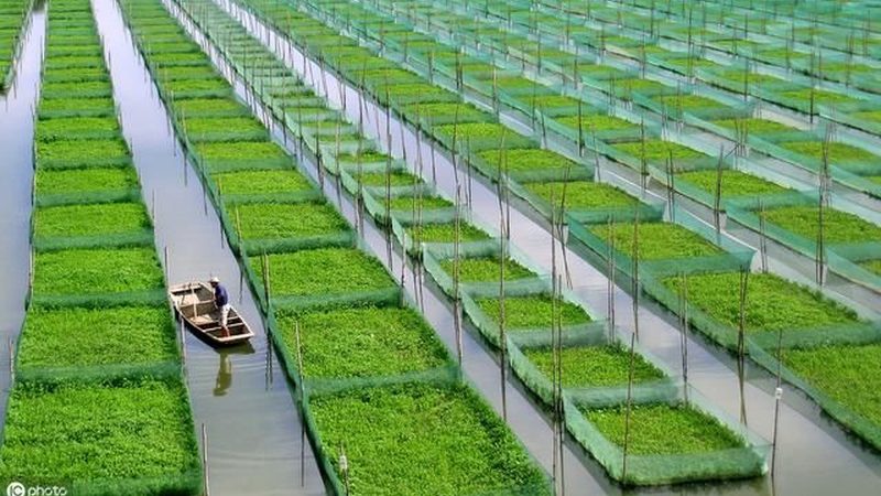 现代农业园区规划：技术规范与关键要素解析