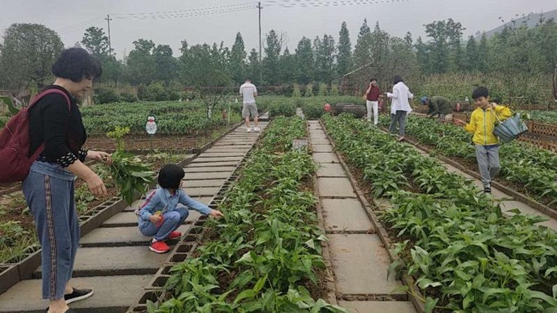 有机蔬菜社区团购，如何挑选更放心？**